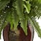20" Boston Fern Plant in Decorative Planter